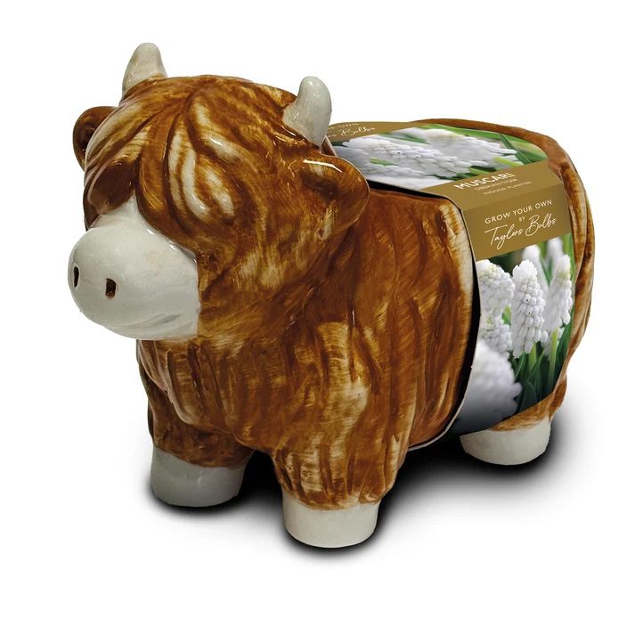 5015882044658 1 Taylors Ceramic Highland Cow Planter with Muscari Bulbs Grow Kit.jpg
